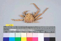 藏品(日本雪蟹)的圖片